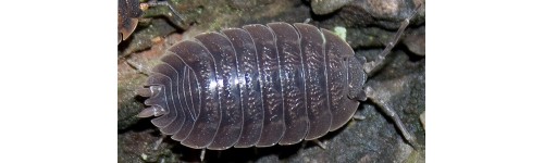 Мокрицы